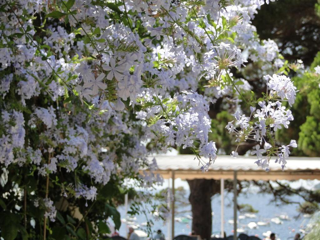 Hotel La Torre Calella De Palafrugell Kültér fotó